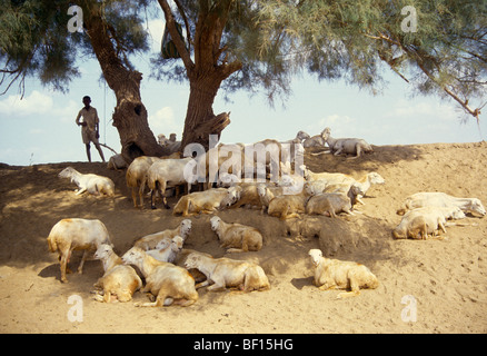 Gizan Saudi Arabia Shepherd With Herd Stock Photo