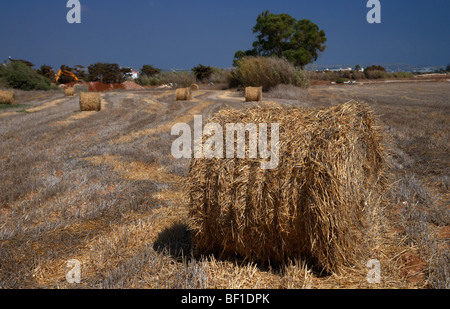 rolled up haybale in a field in the republic of cyprus Stock Photo