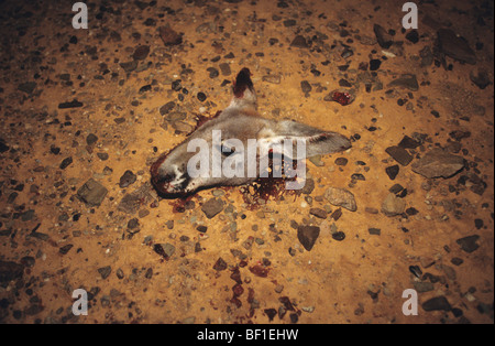 Kangaroo's head cut off carcass, kangaroo hunting in outback, at night, Australia Stock Photo