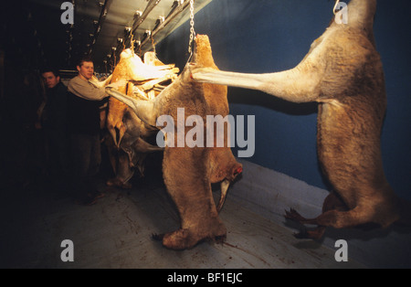 Kangaroo hunter in outback, with kangaroo carcasses in freezer lorry, at night, Australia Stock Photo