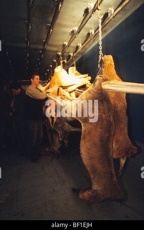 Kangaroo hunter in outback, with kangaroo carcass in freezer lorry, at night, Australia Stock Photo