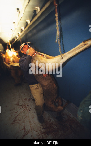 Kangaroo hunter in outback, with kangaroo carcass in freezer lorry, at night, Australia Stock Photo