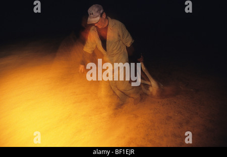 Kangaroo hunter in outback, dragging carcass, at night, Australia Stock Photo