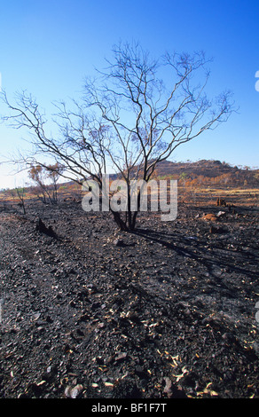 Forest fire, Daintree National park, Queensland, Northern Australia Stock Photo