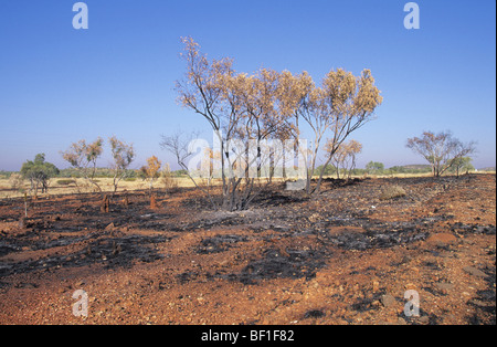 Forest fire, Daintree National park, Queensland, Northern Australia Stock Photo