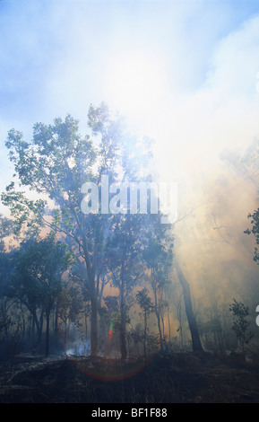 Forest fire, Daintree National park, Queensland, Northern Australia Stock Photo