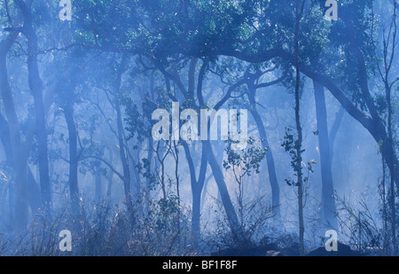 Forest fire, Daintree National park, Queensland, Northern Australia Stock Photo