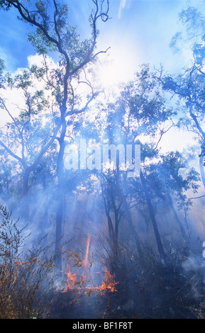 Forest fire, Daintree National park, Queensland, Northern Australia Stock Photo
