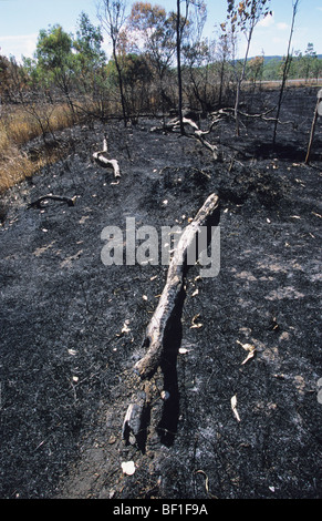 Forest fire, Daintree National park, Queensland, Northern Australia Stock Photo