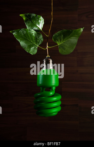 An energy saving light bulb painted green hanging from a vine Stock Photo