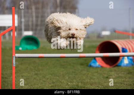 A Spanish Waterdog jumping over a hurdle Stock Photo