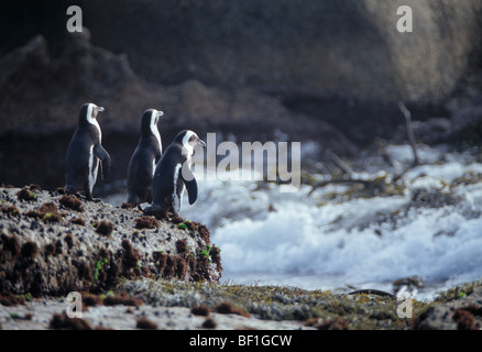 african penguin, black-footed penguin, jackass penguin, spheniscus demersus Stock Photo