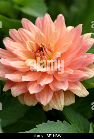 Peach coloured double Dahlia Stock Photo