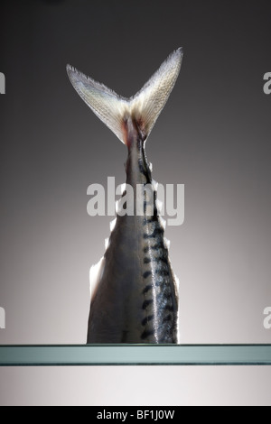 Fresh Mackerel tail photographed as a still-life in studio Stock Photo