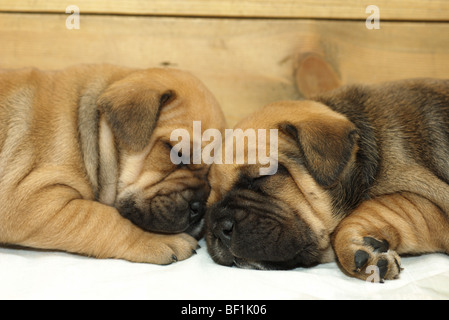 Two Ca de Bou puppies Stock Photo - Alamy