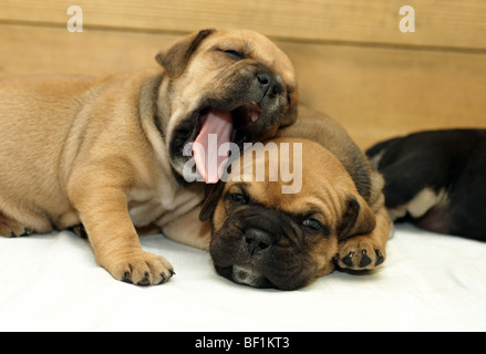 Two Ca de Bou puppies Stock Photo - Alamy