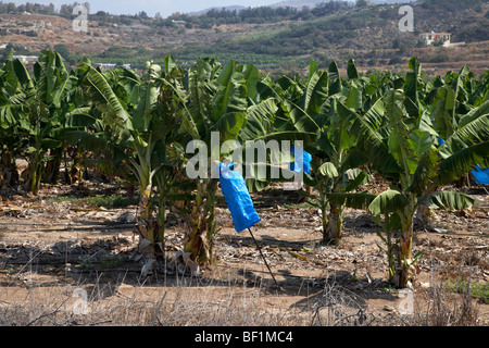 banana plantation in the republic of cyprus showing bananas covered by blue plastic for protection and ripening Stock Photo