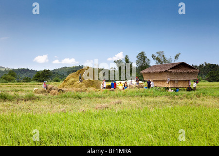 Filipino workers harvesting rice. Iloilo Philippines Stock Photo
