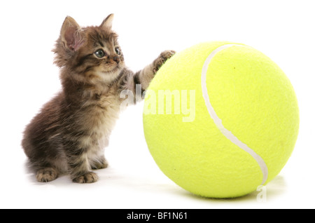 kitten with tennis ball studio portrait Stock Photo
