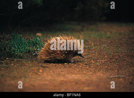 short-nosed echidna, ecidna, spiny anteater, tachyglossus aculeatus, Stock Photo