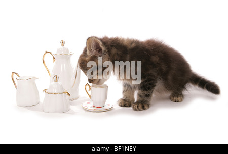 kitten with tea set studio portrait Stock Photo