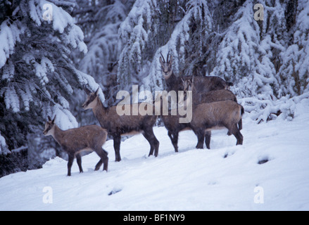 chamois, alpine chamois, rupicapra rupicapra, Stock Photo