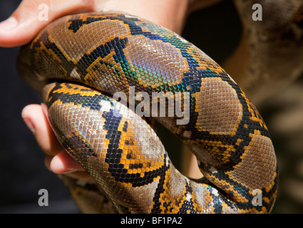 Young Burmese Python (Python molurus bivittatus) skin pattern detail Stock Photo