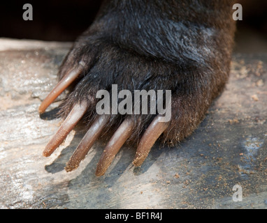 Claw and paw detail of a Sun Bear (Helarctos malayanus) Stock Photo