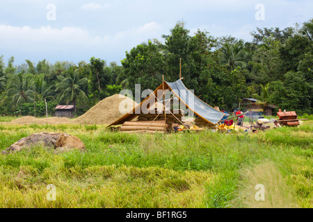 Rice Harvesting. Iloilo Philippines Stock Photo