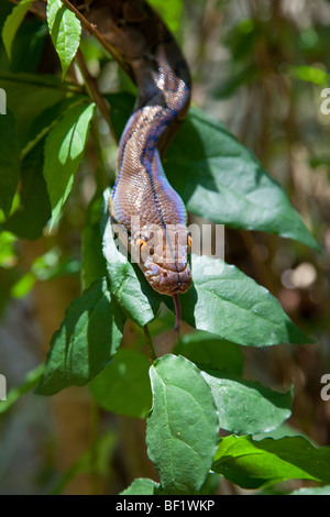 Young Burmese Python (Python molurus bivittatus) head detail in undergrowth Stock Photo