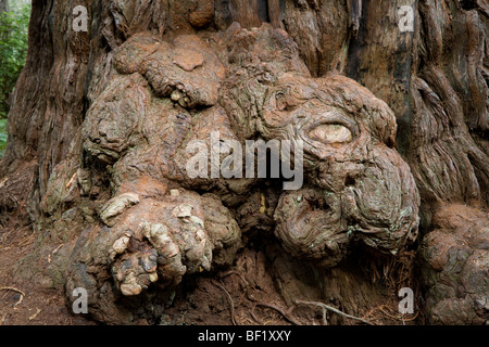 Large burl on a redwood tree along the James Irvine Trail - Redwood National Park - Humboldt County, California Stock Photo