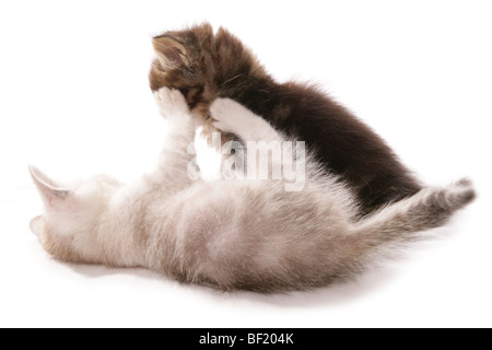 two kittens fighting studio portrait Stock Photo