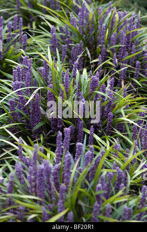 Liriope platyphylla Stock Photo