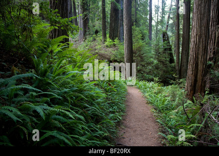 James Irvine Trail - Redwood National Park - Humboldt County, California Stock Photo