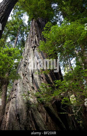 Coastal redwood along the James Irvine Trail - Redwood National Park - Humboldt County, California Stock Photo