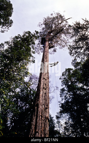Climber, old-growth eucalypt forest, Tasmania, Australia Stock Photo