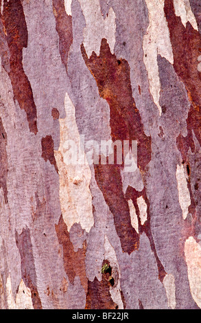 Tree bark detail, Australia Stock Photo