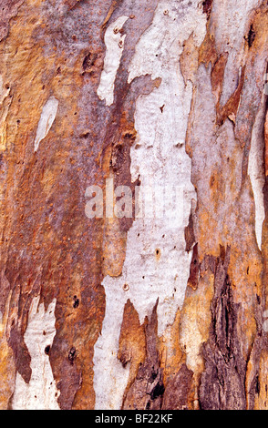 Tree bark detail, Australia Stock Photo