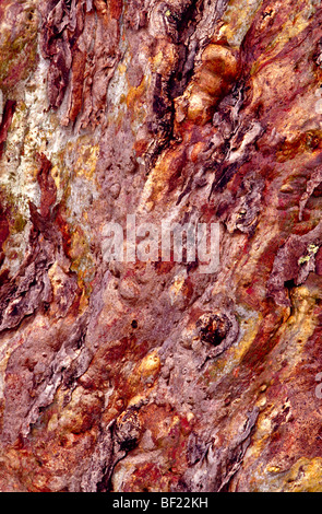 Tree bark detail, Australia Stock Photo