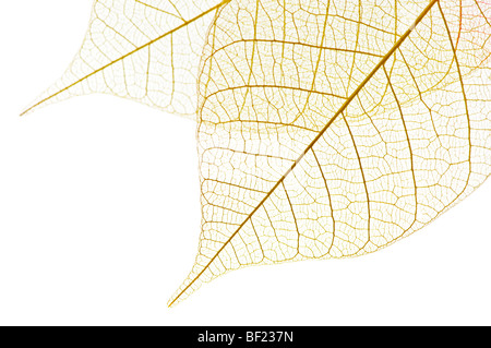 Closeup of dried rubber tree skeleton leaves Stock Photo