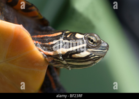 Eastern North American Painted Turtle (Chrysemys pict picta). Head showing sub-species markings. Stock Photo