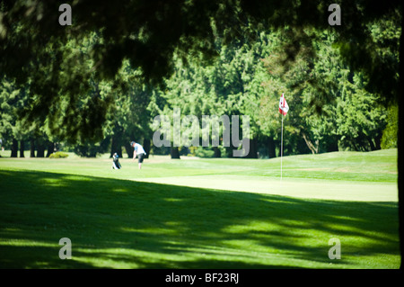 golfer lining up for shot Stock Photo