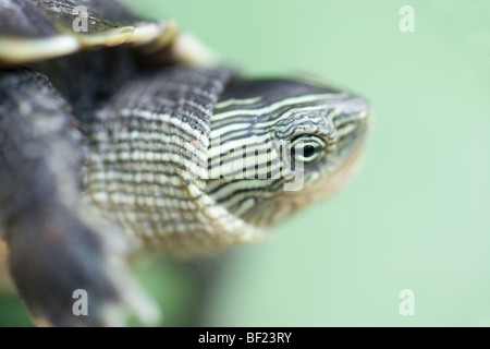 Chinese Stripe-necked Turtle (Ocadia sinensis). Distribution includes southern China, Twainan, Hainan, Vietnam. Stock Photo