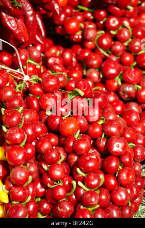 strings of dried red chillies, Capsicum annuum or chili peppers air drying Stock Photo