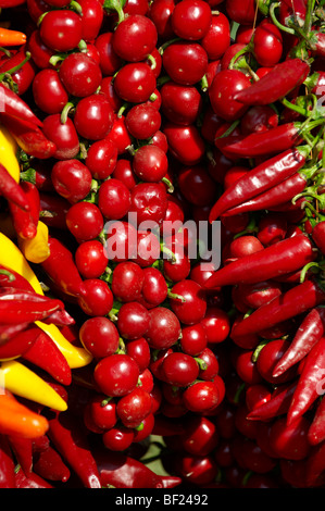 strings of dried red chillies, Capsicum annuum or chili peppers air drying Stock Photo