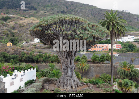 Icod de los vinos on Tenerife island, Dragon tree Stock Photo