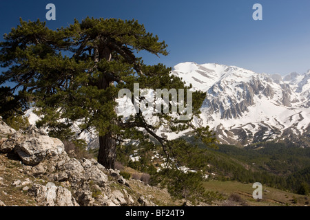 Black Pine or Crimean Pine Pinus nigra ssp. pallasiana on Vali Cesmesi Gecidi Pass, at 1800 metres; Taurus Mountains, Turkey Stock Photo