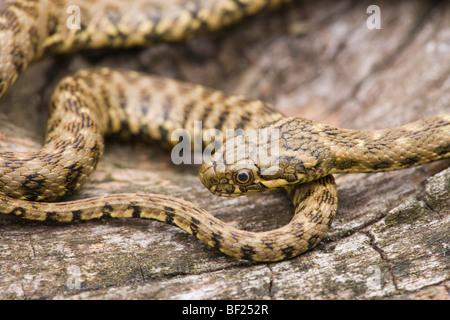 Viperine Water Snake (Natrix maura). Reminiscent of a venomous viper species, but harmless to people. Stock Photo