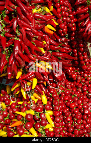 strings of dried red chillies, Capsicum annuum or chili peppers air drying Stock Photo