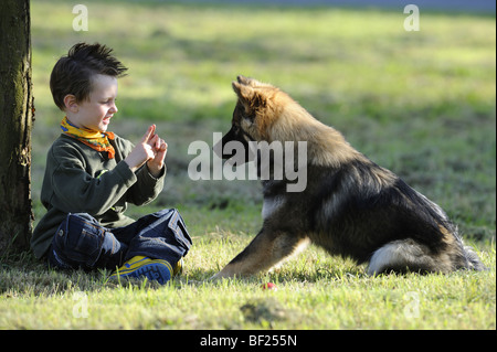 Eurasier, Eurasian (Canis lupus familiaris) looking at the hands of a boy sitting in front of him.